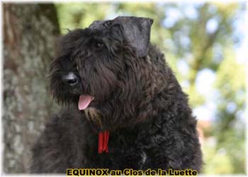  Bouvier des Flandres expositions tous prim&eacute;s